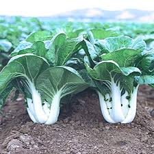 Pak Choi flower seeds for planting - Heirloom & Non-GMO Garden Seeds