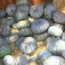 Blue Pumpkin flower seeds for planting - Heirloom & Non-GMO Garden Seeds