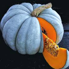 Blue Pumpkin flower seeds for planting - Heirloom & Non-GMO Garden Seeds