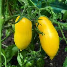 Yellow Banana Tomato flower seeds for planting - Heirloom & Non-GMO Garden Seeds