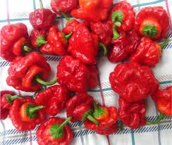 Red Bonnet flower seeds for planting - Heirloom & Non-GMO Garden Seeds