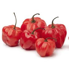Red Bonnet flower seeds for planting - Heirloom & Non-GMO Garden Seeds