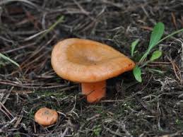Milkcap Mushroom flower seeds for planting - Heirloom & Non-GMO Garden Seeds