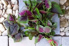 Violet Jamaican Callaloo flower seeds for planting - Heirloom & Non-GMO Garden Seeds