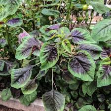 Violet Jamaican Callaloo flower seeds for planting - Heirloom & Non-GMO Garden Seeds