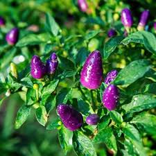 Blue Jolokia Chilli flower seeds for planting - Heirloom & Non-GMO Garden Seeds
