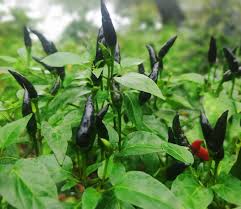 Blue Jolokia Chilli flower seeds for planting - Heirloom & Non-GMO Garden Seeds