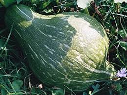 Green Hubbard vegetable seeds for planting - Heirloom & Non-GMO Garden Seeds
