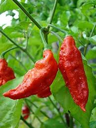 Rocoto Pepper flower seeds for planting - Heirloom & Non-GMO Garden Seeds