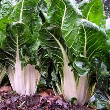 Green Chard Vegetable Seeds for Planting – Heirloom & Non-GMO Garden Seeds