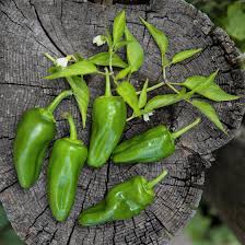 Green de Padron Vegetable Seeds for Planting – Heirloom & Non-GMO Garden Seeds