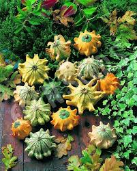 Thorn Pumpkin Vegetable Seeds for Planting – Heirloom & Non-GMO Garden Seeds