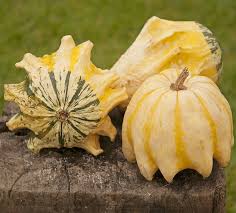 Thorn Pumpkin Vegetable Seeds for Planting – Heirloom & Non-GMO Garden Seeds