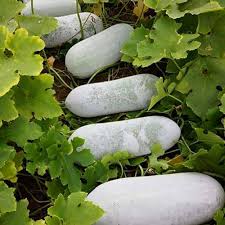 White Gourd Vegetable Seeds for Planting – Heirloom & Non-GMO Garden Seeds