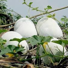 White Gourd Vegetable Seeds for Planting – Heirloom & Non-GMO Garden Seeds