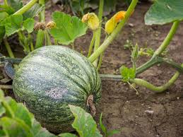 Dipper Pumpkin Vegetable Seeds for Planting – Heirloom & Non-GMO Garden Seeds