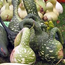 Dipper Pumpkin Vegetable Seeds for Planting – Heirloom & Non-GMO Garden Seeds