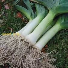 Green Saint Victor Vegetable Seeds for Planting – Heirloom & Non-GMO Garden Seeds