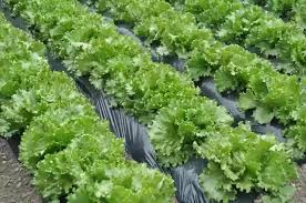 Green Saint Victor Vegetable Seeds for Planting – Heirloom & Non-GMO Garden Seeds