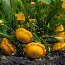 Yellow Scallop Vegetable Seeds for Planting – Heirloom & Non-GMO Garden Seeds