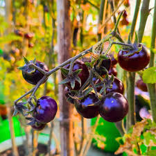 Blueberries Tomato Vegetable Seeds for Planting – Heirloom & Non-GMO Garden Seeds