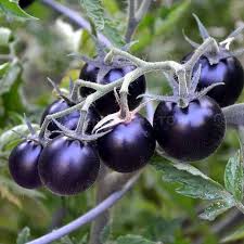 Blueberries Tomato Vegetable Seeds for Planting – Heirloom & Non-GMO Garden Seeds