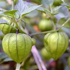 Green Tomatillo Vegetable Seeds for Planting – Heirloom & Non-GMO Garden Seeds