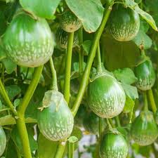 Thai Eggplant Vegetable Seeds for Planting – Heirloom & Non-GMO Garden Seeds