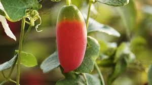 Pink Ivy Gourd Vegetable Seeds for Planting – Heirloom & Non-GMO Garden Seeds