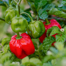 Bonnet Vegetable Seeds for Planting – Heirloom & Non-GMO Garden Seeds