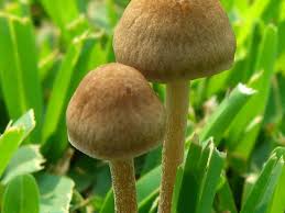 Brown Mushroom Vegetable Seeds for Planting – Heirloom & Non-GMO Garden Seeds