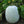 Ash Gourd Winter Melon Seeds for Planting – Heirloom, Non-GMO, Large Organic Garden Seeds – High Germination, Cooling Fruit