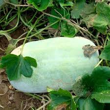 Small Round Winter Melon Ash Gourd Vegetable Seeds for Planting – heirloom non-GMO seeds, cold-season melon – 100 pcs