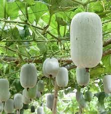 Small Round Winter Melon Ash Gourd Vegetable Seeds for Planting – heirloom non-GMO seeds, cold-season melon – 100 pcs