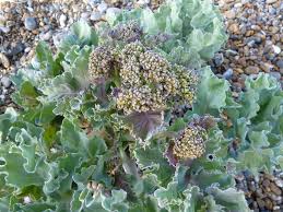 Sea Kale Vegetable Seeds for Planting – Heirloom & Non-GMO Garden Seeds