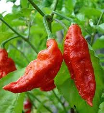 ROSEMERC Red Hot Chilli Vegetable Seeds for Planting – Heirloom & Non-GMO Garden Seeds