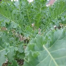 Green Siberian Kale Vegetable Seeds for Planting – Heirloom & Non-GMO Garden Seeds