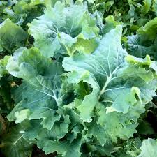 Green Siberian Kale Vegetable Seeds for Planting – Heirloom & Non-GMO Garden Seeds