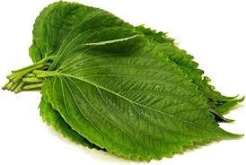 Green Perilla Herb Seeds for Planting – Heirloom & Non-GMO Garden Seeds