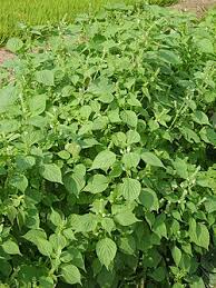 Green Perilla Herb Seeds for Planting – Heirloom & Non-GMO Garden Seeds