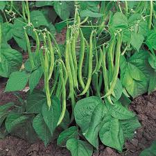 Dwarf French Beans Vegetable Seeds for Planting – Heirloom & Non-GMO Garden Seeds