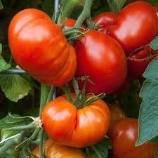 Red Beefsteak Tomato Vegetable Seeds for Planting – Heirloom & Non-GMO Garden Seeds