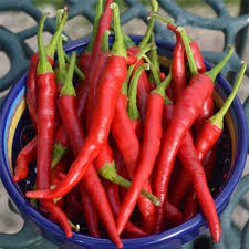 Short Cayenne Pepper Seeds – Indian Dry Red Chili Vegetable Seeds for Planting, High Yield, Non-GMO, Heirloom Variety