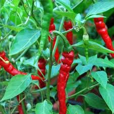 Short Cayenne Pepper Seeds – Indian Dry Red Chili Vegetable Seeds for Planting, High Yield, Non-GMO, Heirloom Variety