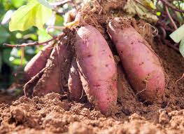 Pink Sweet Potato Vegetable Seeds for Planting – Heirloom & Non-GMO Garden Seeds