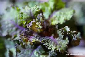 Purple Kalettes Vegetable Seeds for Planting – Heirloom & Non-GMO Garden Seeds