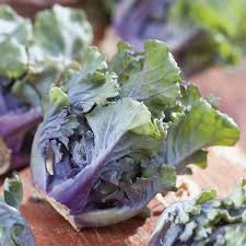 Purple Kalettes Vegetable Seeds for Planting – Heirloom & Non-GMO Garden Seeds