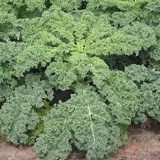 Green Sea Kale Vegetable Seeds for Planting – Heirloom & Non-GMO Garden Seeds