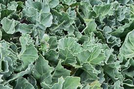 Green Sea Kale Vegetable Seeds for Planting – Heirloom & Non-GMO Garden Seeds