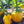 Yellow Aubergine Vegetable Seeds for Planting – Heirloom & Non-GMO Garden Seeds